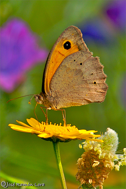 Maniola jurtina