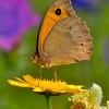 Maniola jurtina