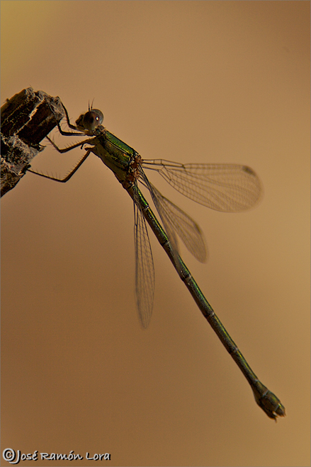 Libelula