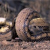 Culebra de escalera (Elaphe scalaris)