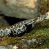 Víbora hocicuda (Vipera latasti)