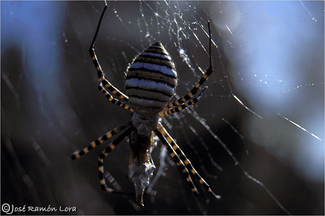 Araña tigre (Argiope trifasciata)