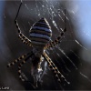 Araña tigre (Argiope trifasciata)