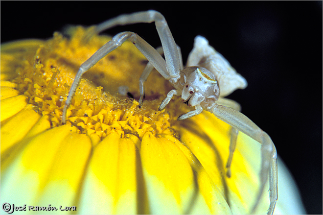 Araña cangrejo (Thomisus onustus)