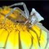 Araña cangrejo (Thomisus onustus)