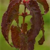 Cistus popolifolius