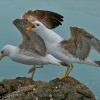 Gaviota patiamarilla (Larus michahellis)