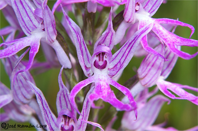 Orchis italica