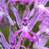 Orchis italica