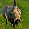 Grulla común (Grus grus)
