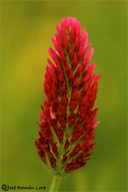 Trébol (trifolium sp.)