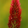 Trébol (trifolium sp.)
