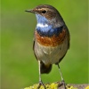 Pechiazul (Luscinia svecica)