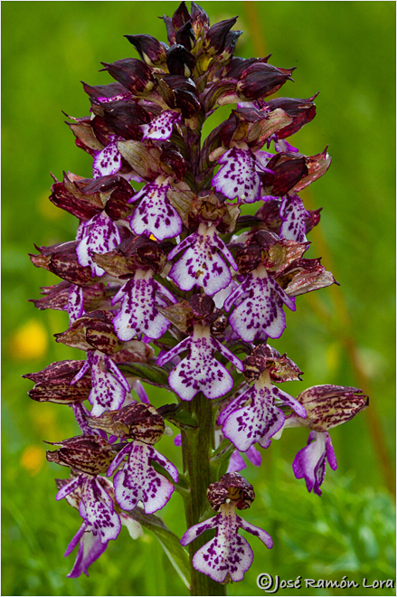 Orchis purpurea