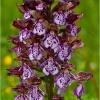 Orchis purpurea