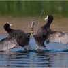 Focha común (Fulica atra)