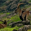 Cabra montés (Capra pyrenaica hispanica)