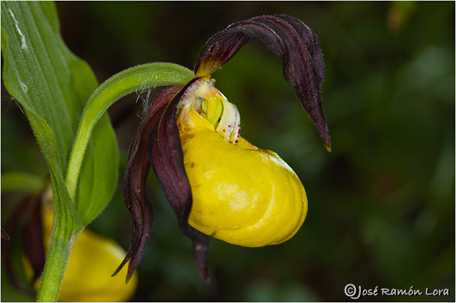 Cypripedium calceolus