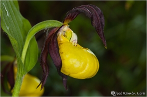 Cypripedium calceolus