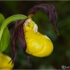 Cypripedium calceolus