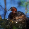 Zampullín Chico (Tachybaptus ruficollis)