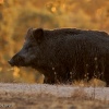 Jabalí (Sus scrofa)