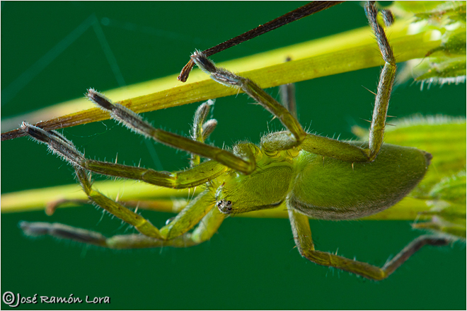 Micrommata sp.