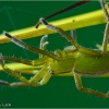 Micrommata sp.