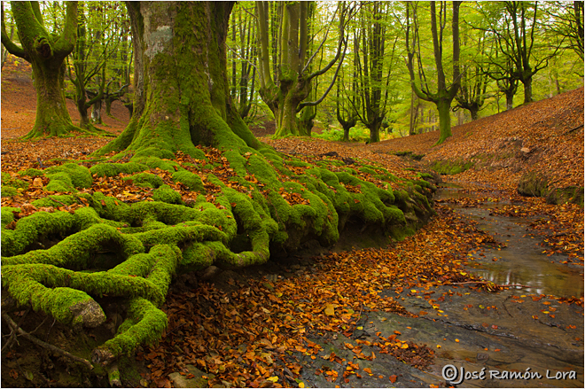 Hayedo de Otzarreta. Gorbea. Vizcaya