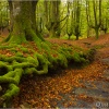 Hayedo de Otzarreta. Gorbea. Vizcaya