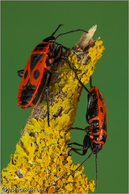 Chinche de la malva (Pyrrhocoris apterus)