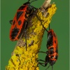 Chinche de la malva (Pyrrhocoris apterus)