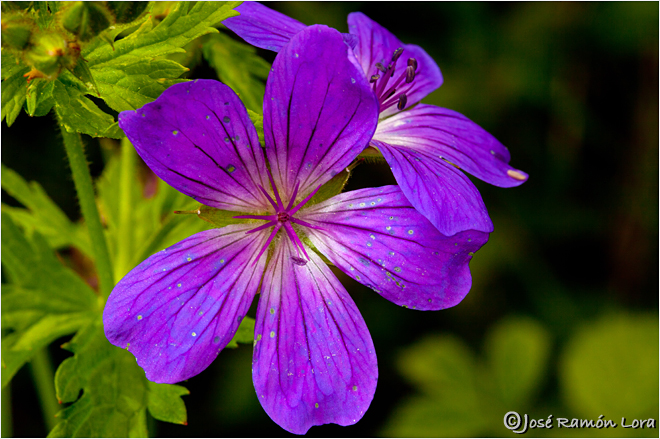 Geranium sylvaticum