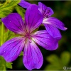 Geranium sylvaticum