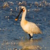 Espátula (Platalea leucorodia)