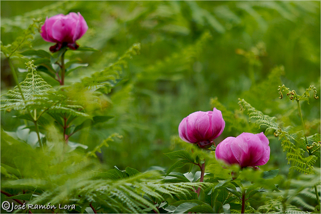 Paeonia broteroi