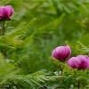 Paeonia broteroi
