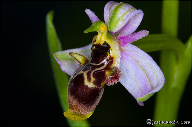 Ophrys scolopax