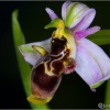 Ophrys scolopax