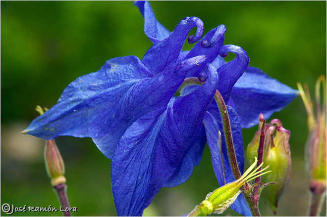 Aquilegia vulgaris