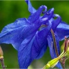 Aquilegia vulgaris