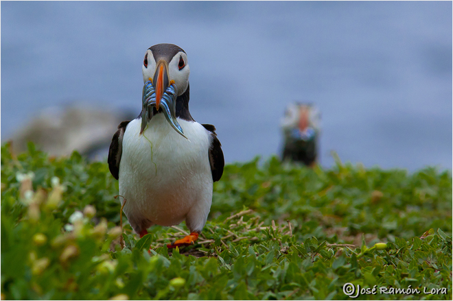 Frailecillo atlántico (Fratercula arctica) José Ramón Lora Robles