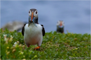 Frailecillo atlántico (Fratercula arctica)