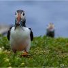 Frailecillo atlántico (Fratercula arctica)