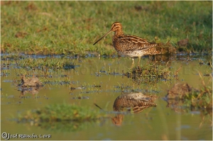 Agachadiza común (Gallinago gallinago)