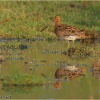 Agachadiza común (Gallinago gallinago)