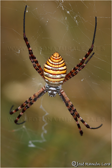 Argiope trifasciata