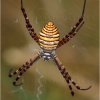 Argiope trifasciata