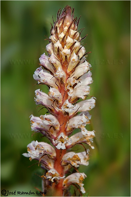Jopo (orobanche amethystea)