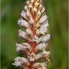 Jopo (orobanche amethystea)